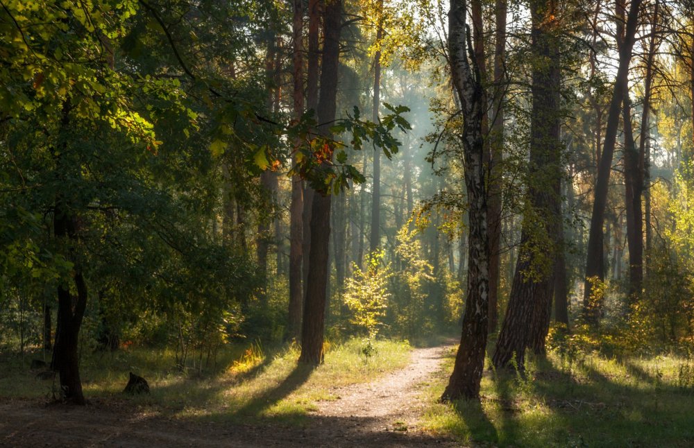 Осенний лес Подмосковье Ромашковский лес