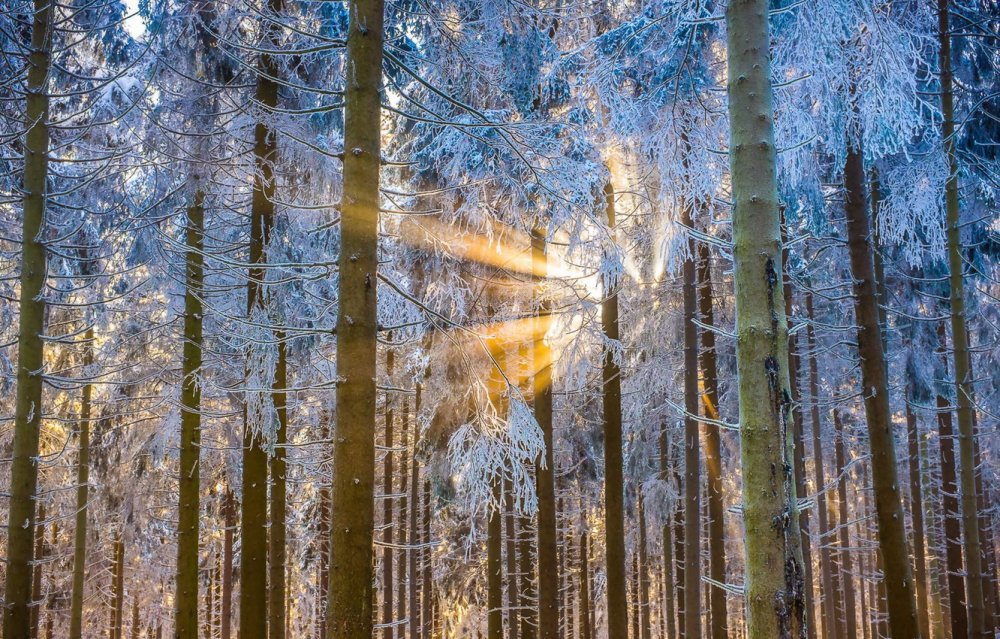 Зима лес солнце