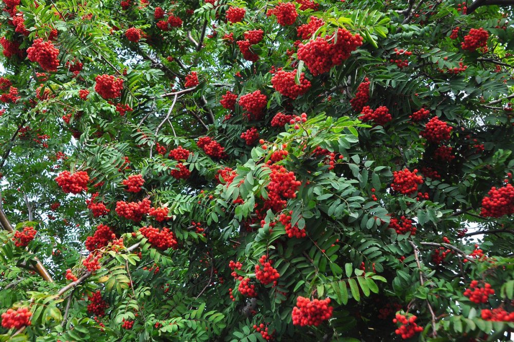 Рябина обыкновенная (Sorbus aucuparia l.)