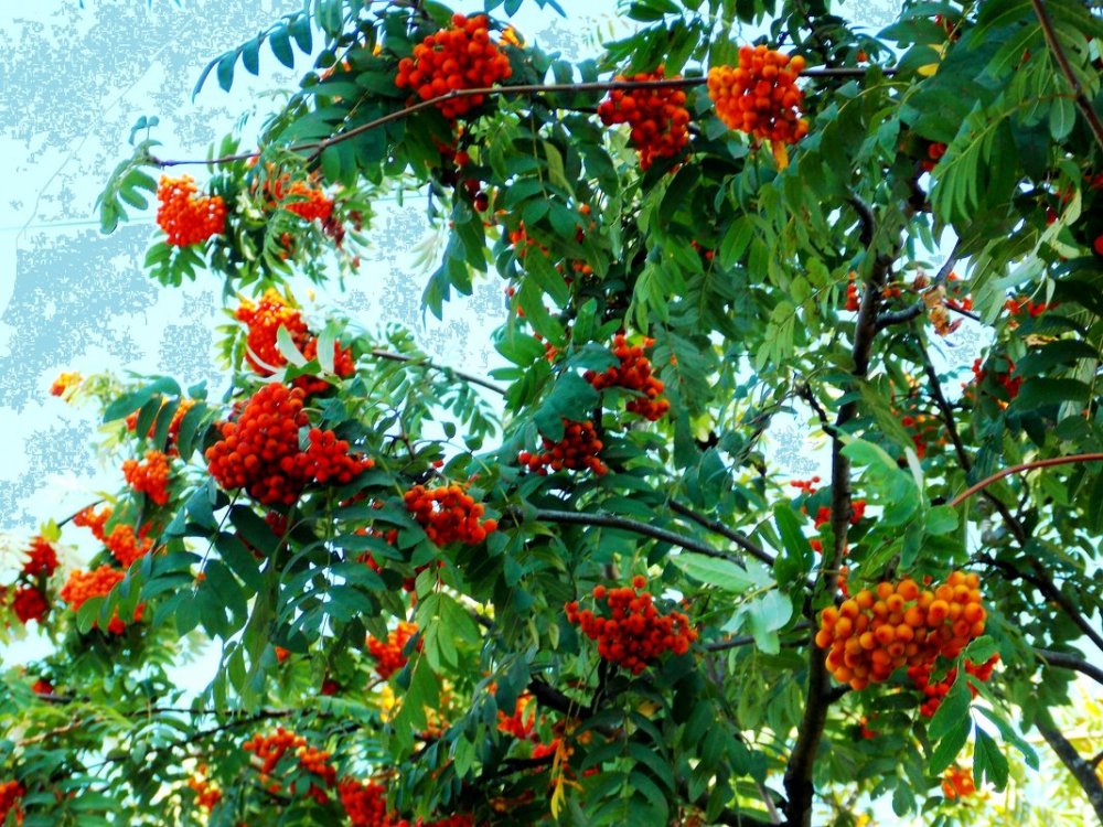 Рябина дерево Дагестан