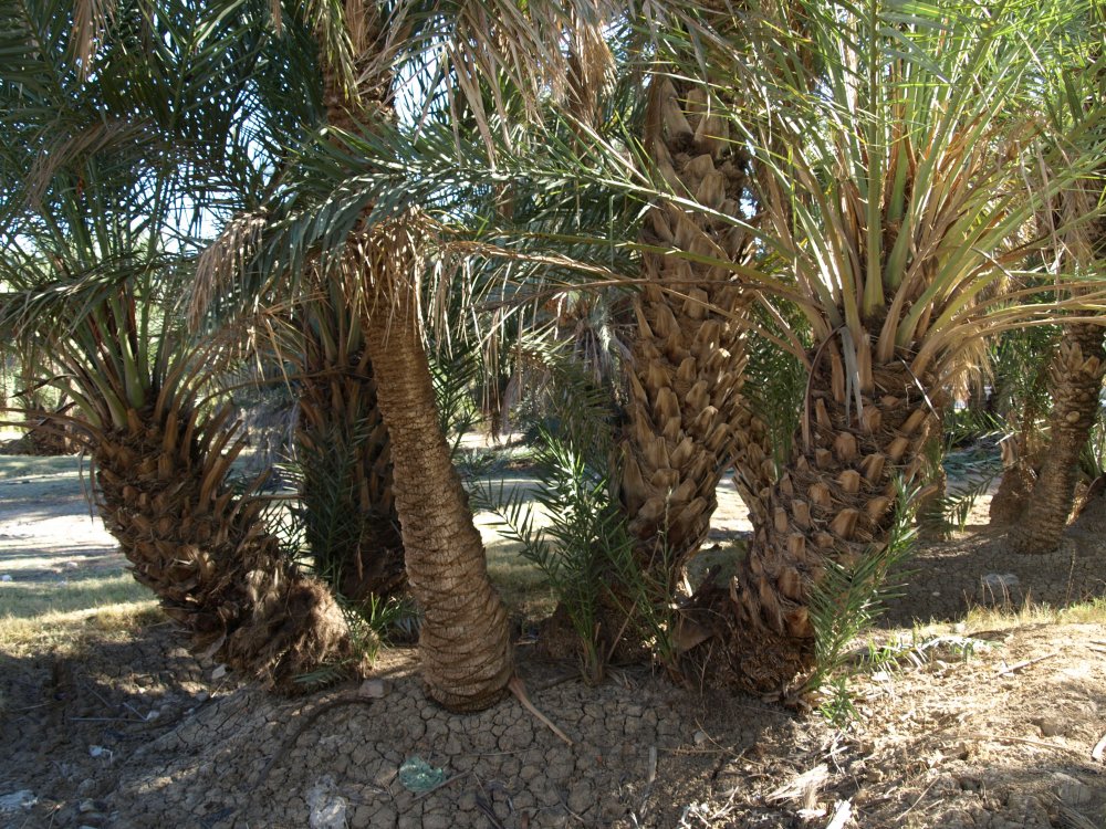 Финиковые пальмы в Ираке