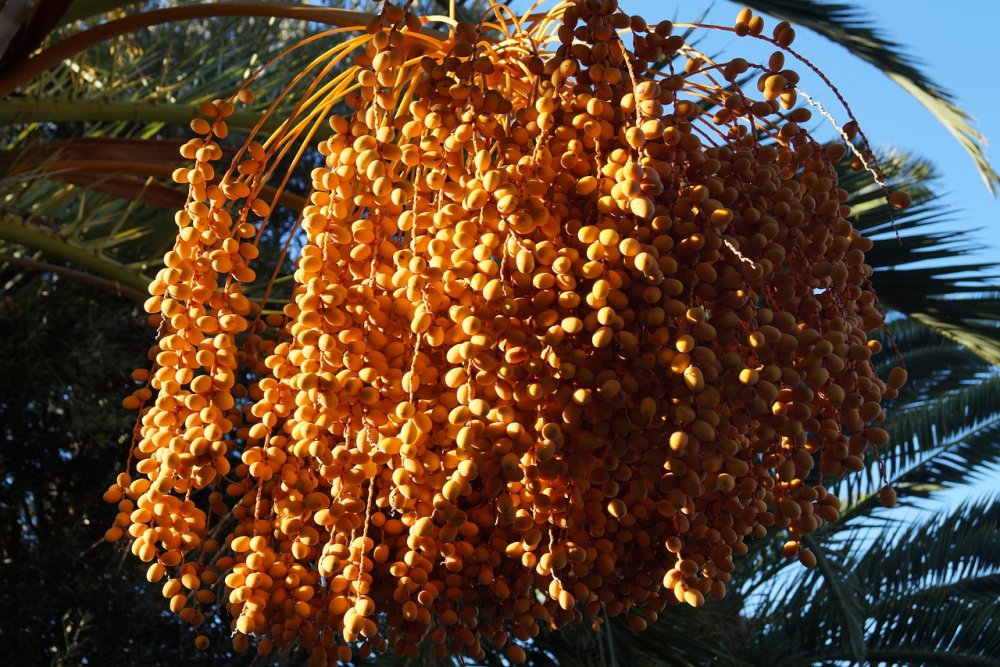 Оранжевое семя Пальма