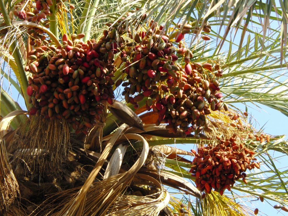 Плоды финиковой пальмы