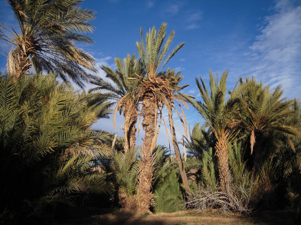 Финиковая Пальма в оазисе