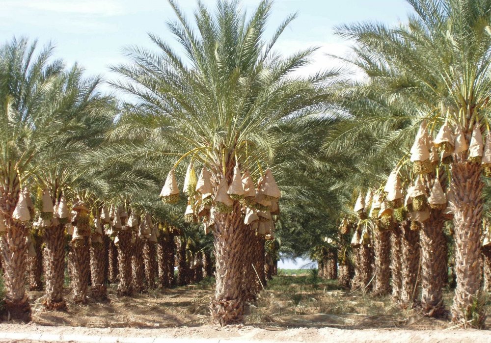 Саудовская Аравия финиковые пальмы