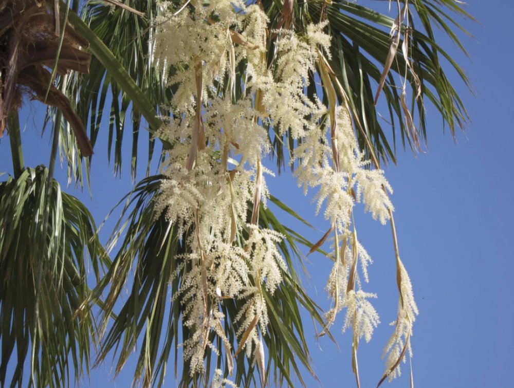 Растения финиковая Пальма