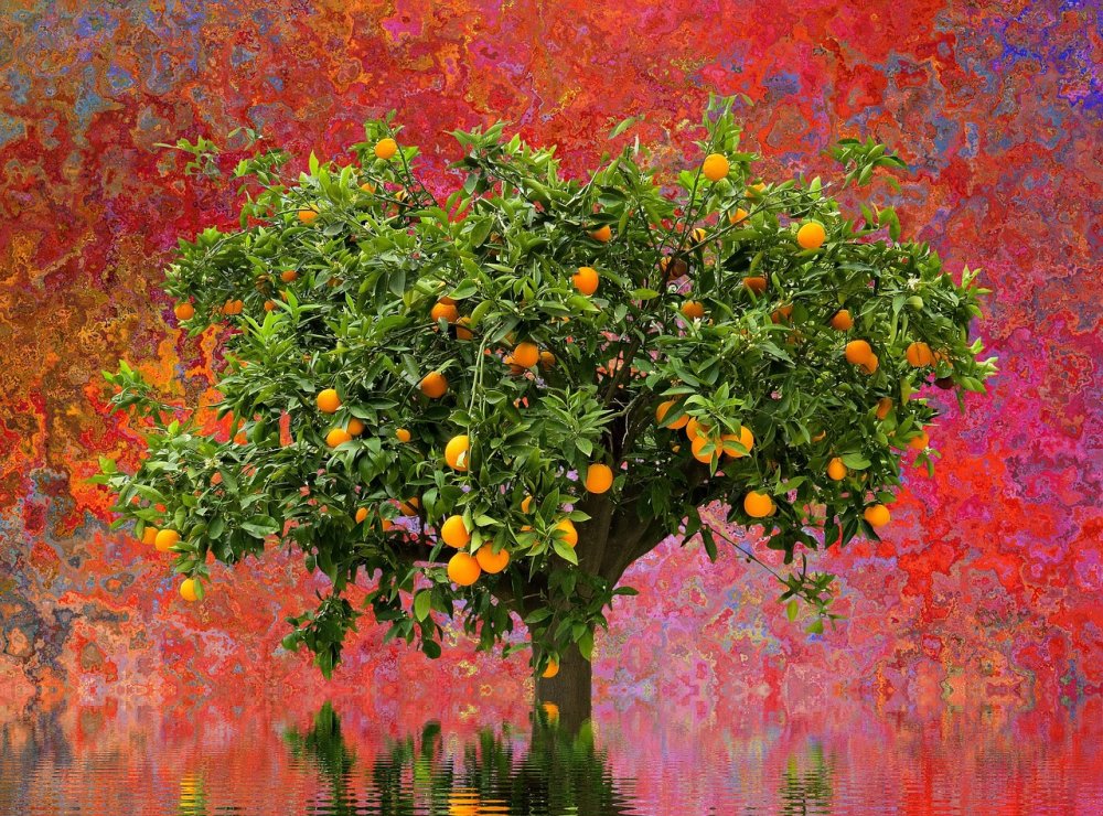 Рица апельсиновое дерево