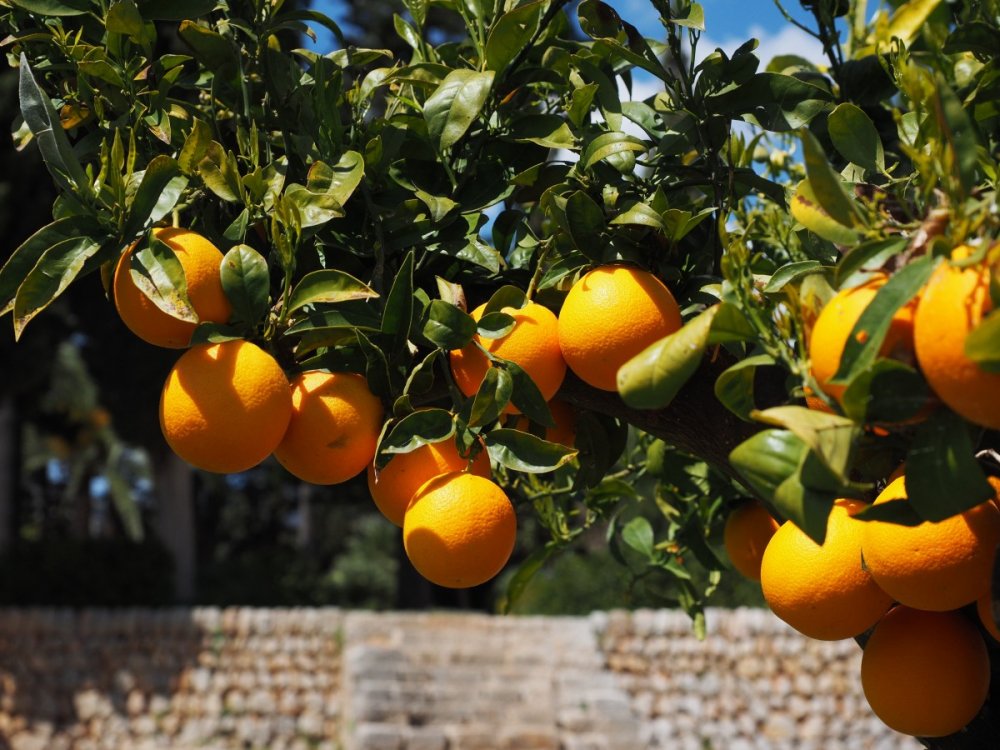 Апельсины в Бразилии