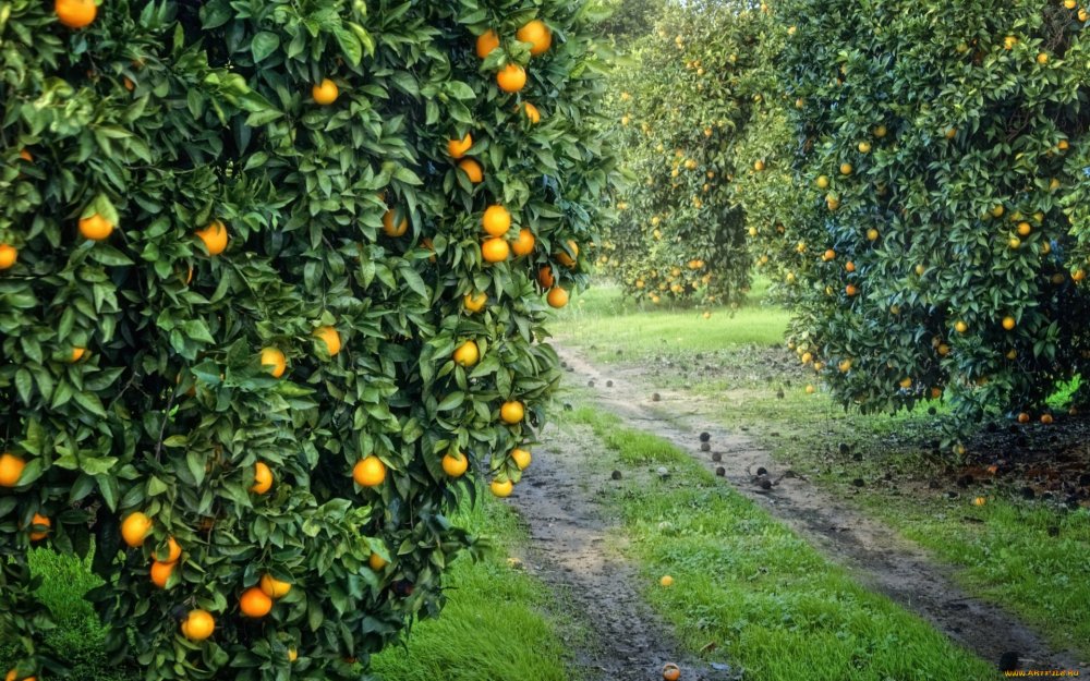 Чиралы апельсиновый сад