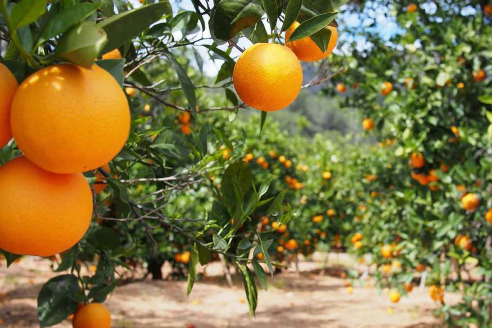 Апельсиновые деревья Валенсия