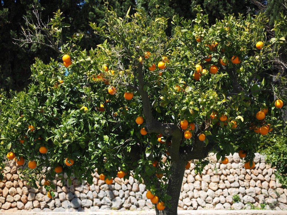 Салустиано дерево апельсина