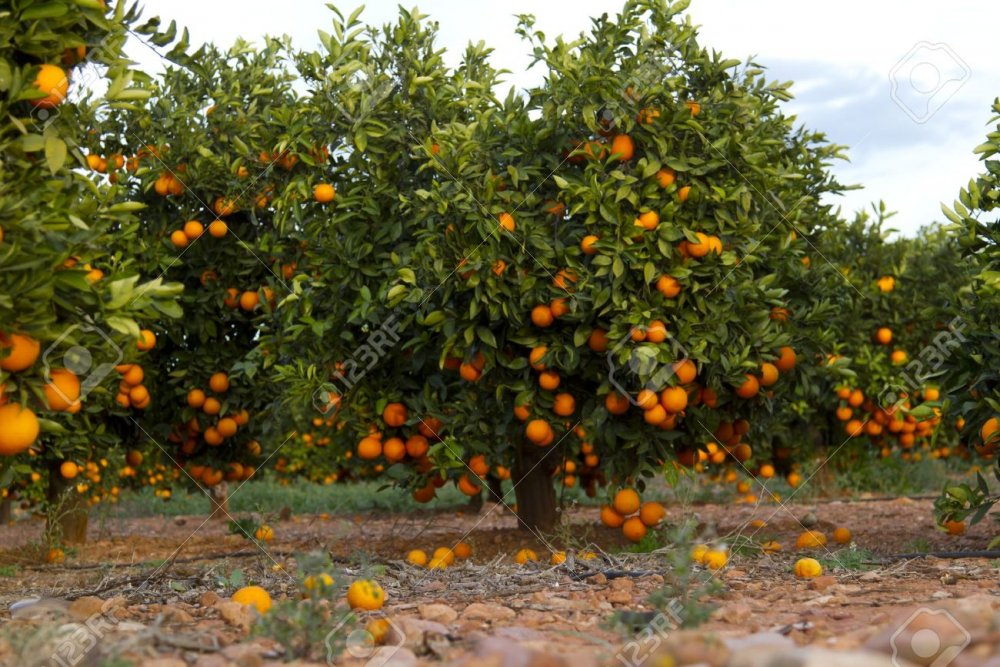 Апельсиновое дерево в саду