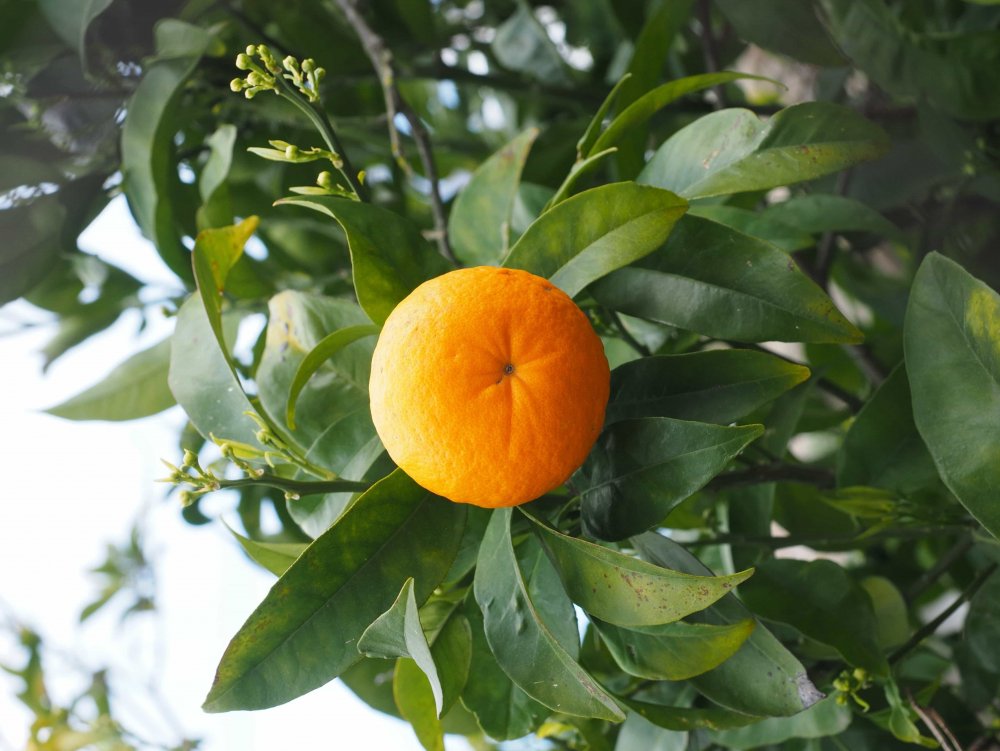 Цитрусовые деревья (лимоны, апельсины, мандарины)