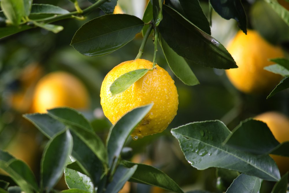 Цитрус лимон дерево