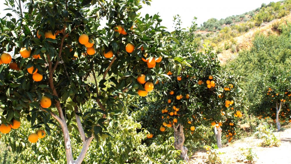 Дерево Сицилийский апельсин цветет
