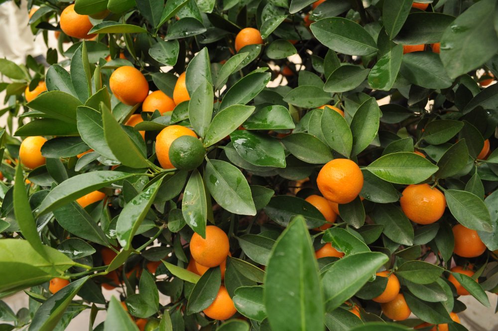 Мандариновое дерево Citrus reticulata Sochi