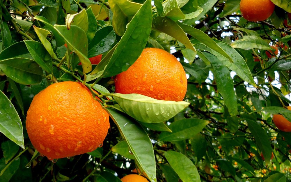 Апельсин сорт Вашингтон