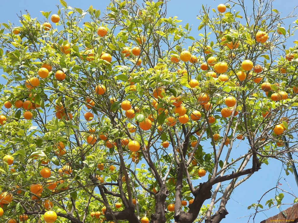 Апельсиновое дерево Ливия