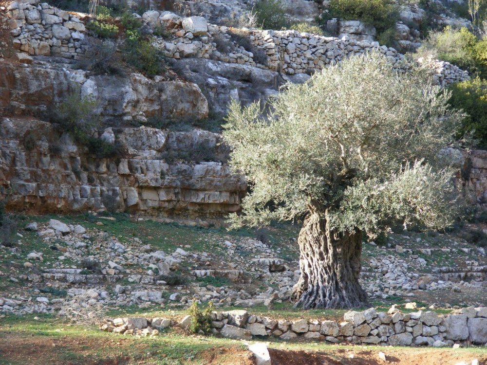 Израиль дерево Иуды