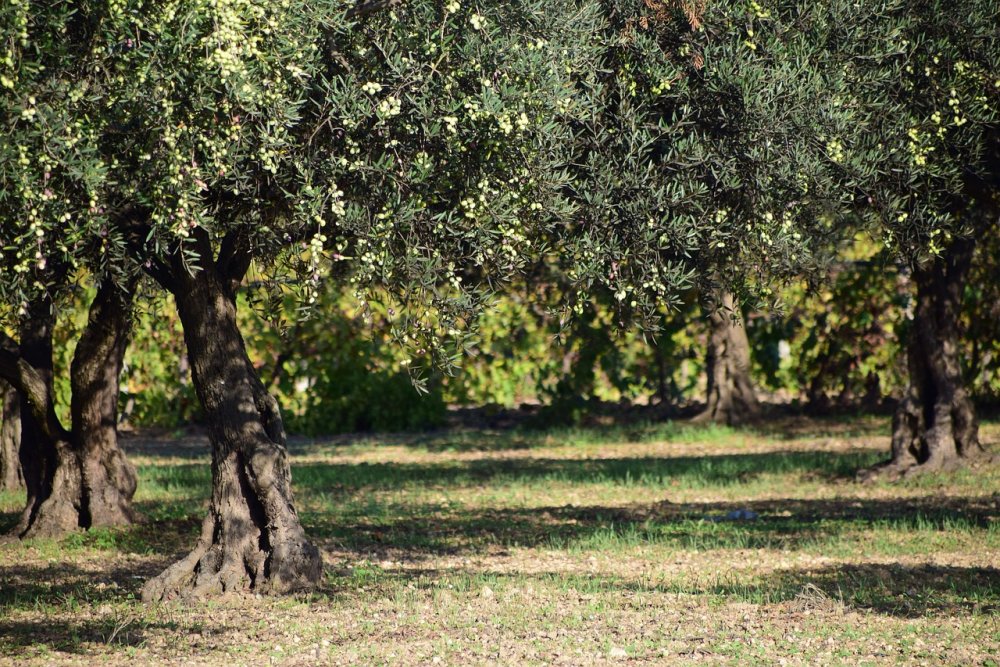 Сицилийская олива дерево