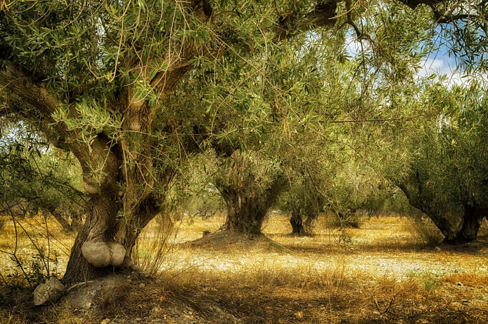 Bosco "оливковое дерево"