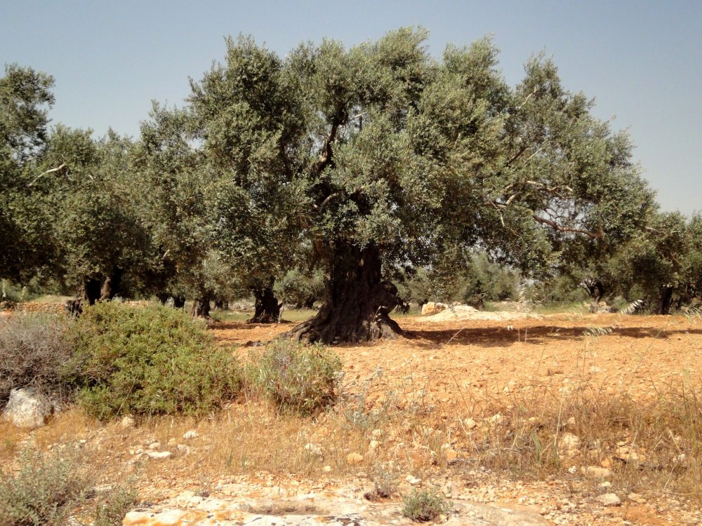 Растительность Сахары оливковое дерево