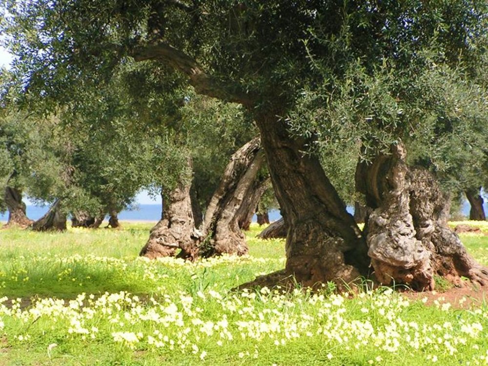Оливковое дерево в Апулии