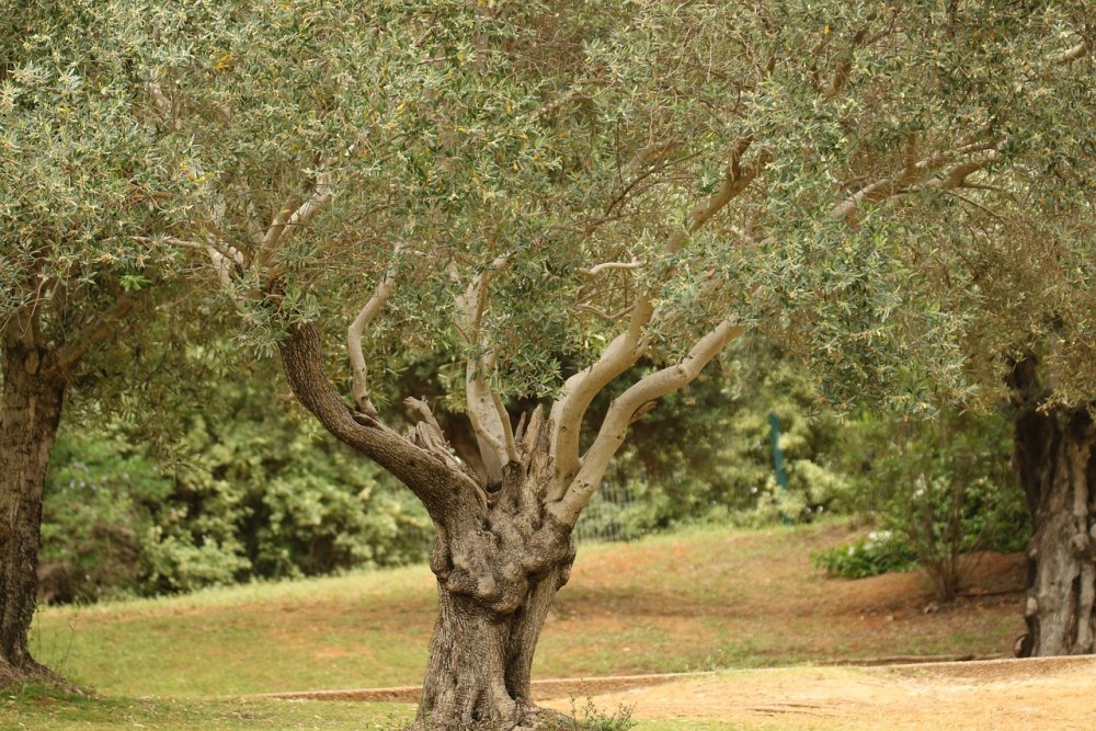 Дерево олива в Анапе