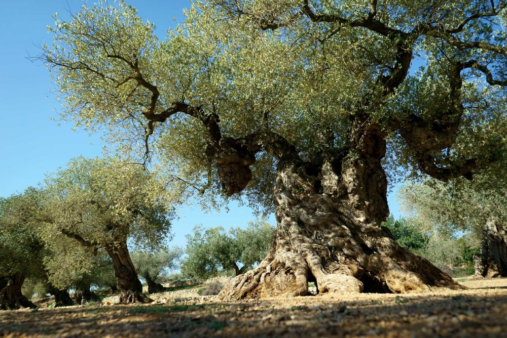 Олива европейская дерево