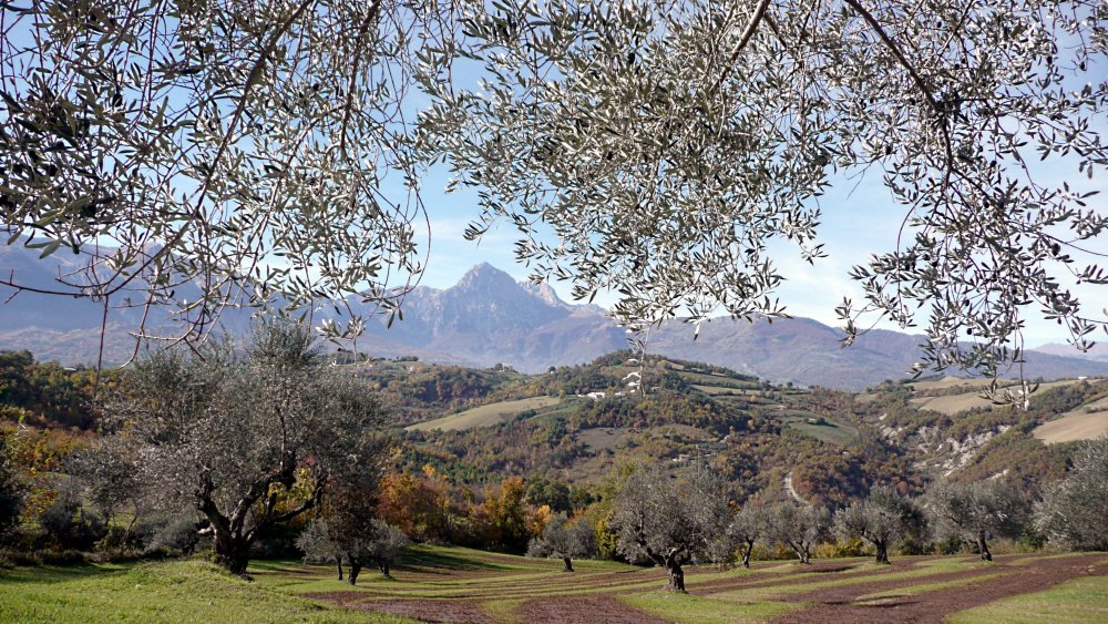 Италия природа оливковые деревья