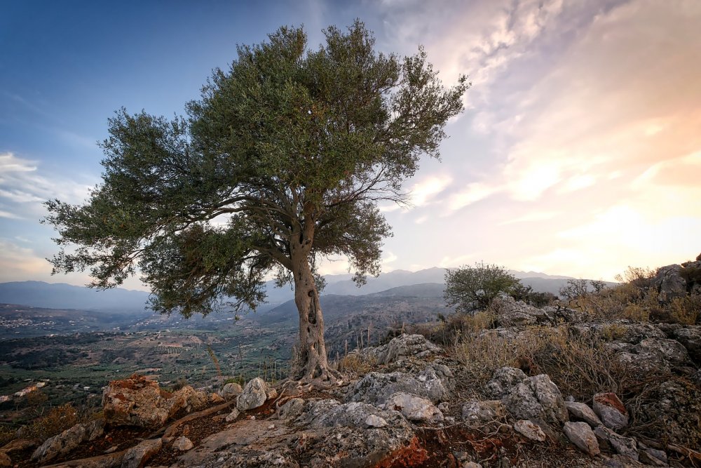 Олива Греческая дерево