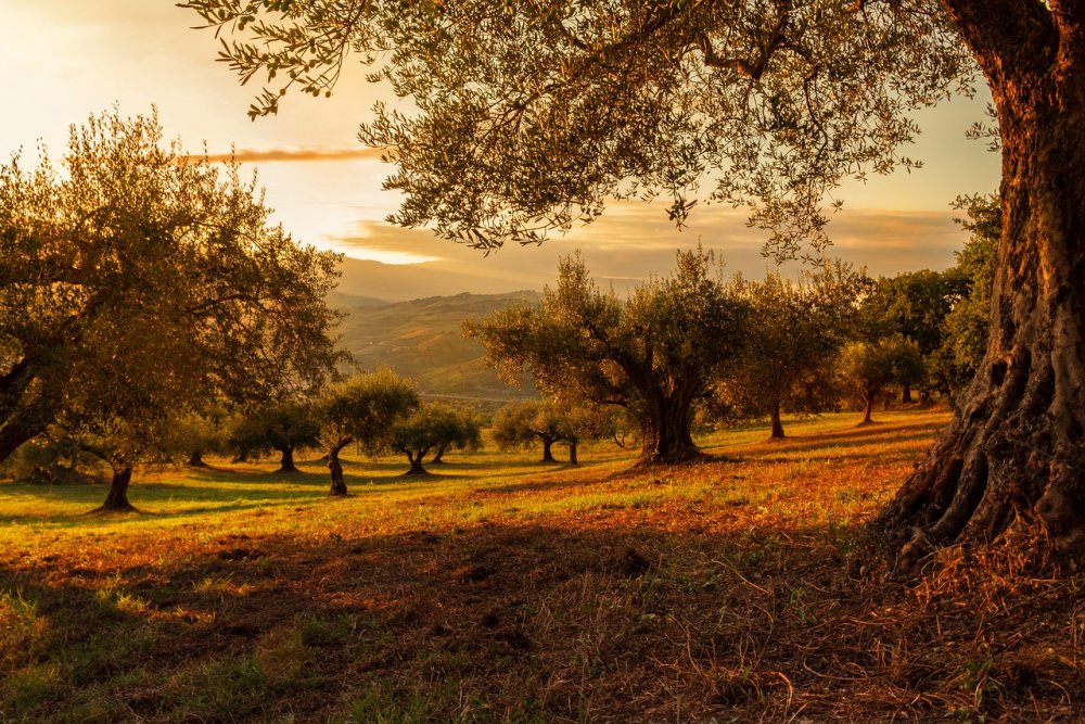 Оливковые Рощи в Италии