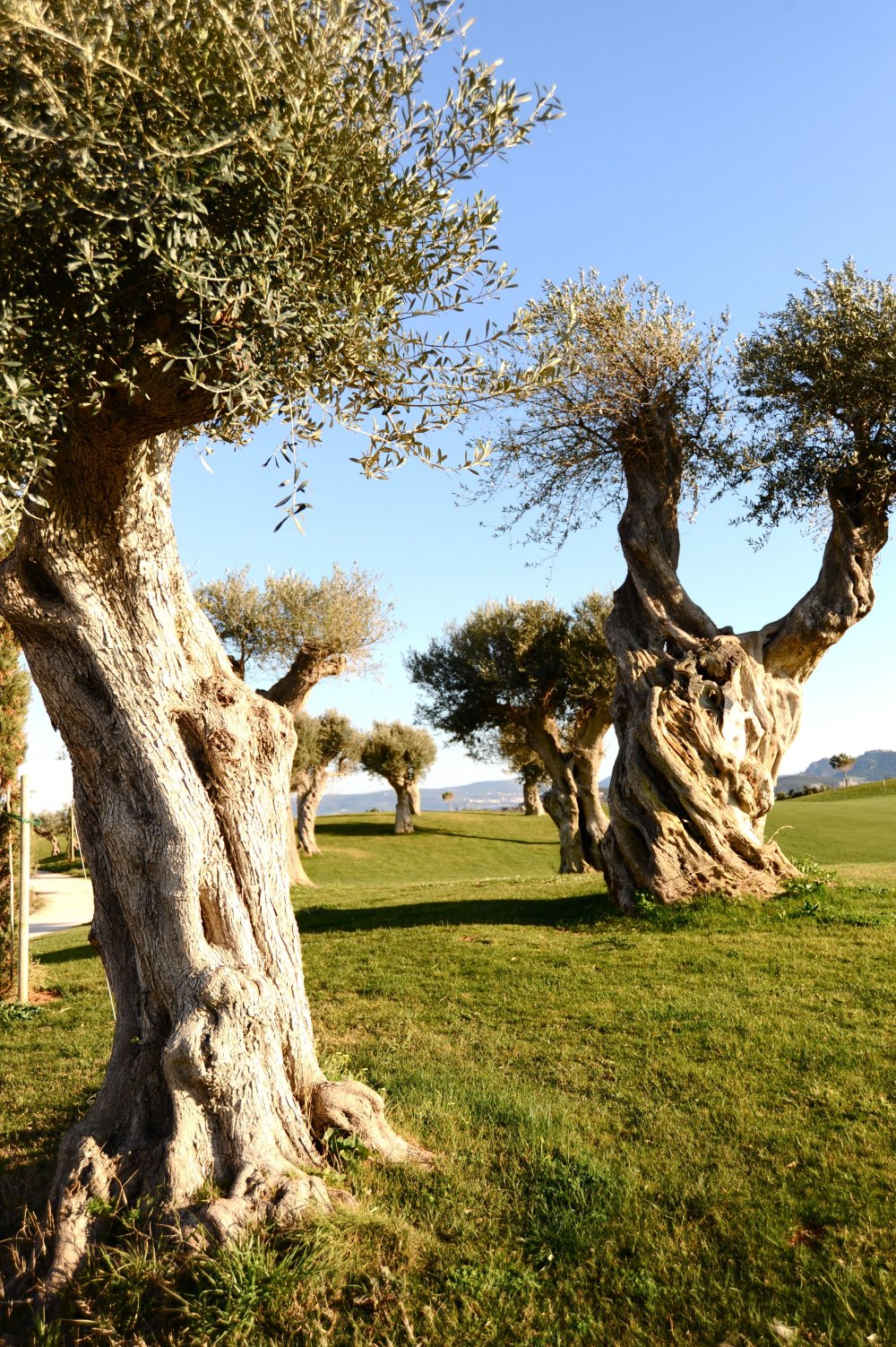 Олива Греческая дерево