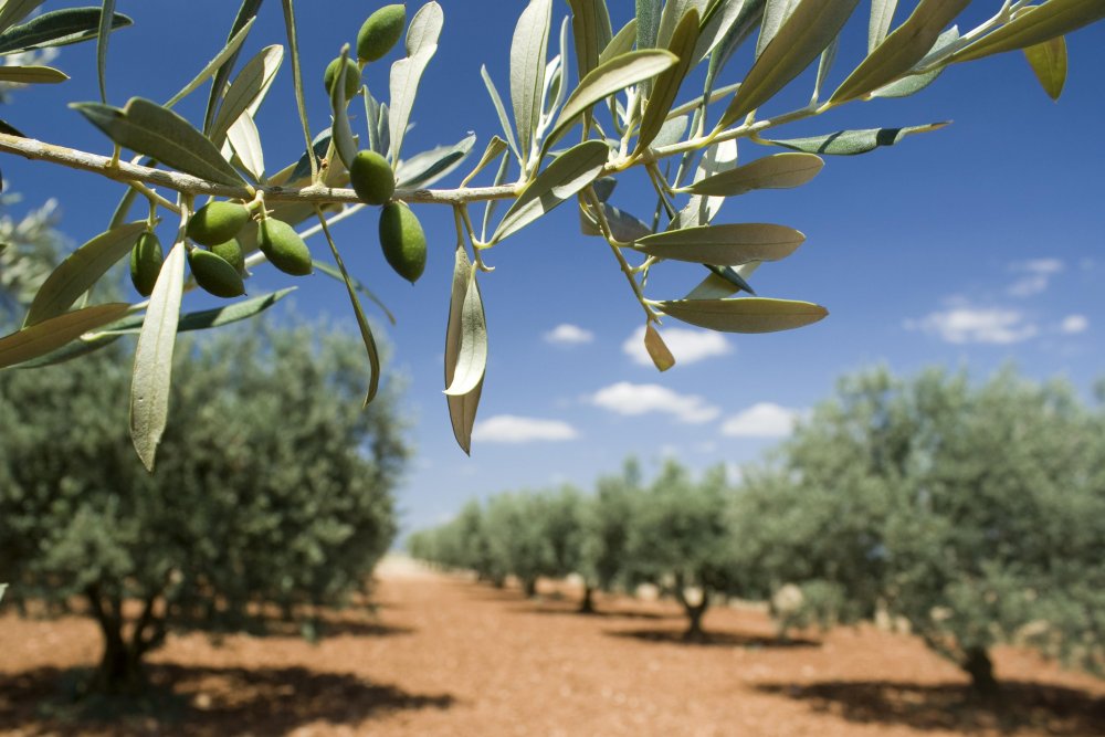 Оливковое дерево в Алжире