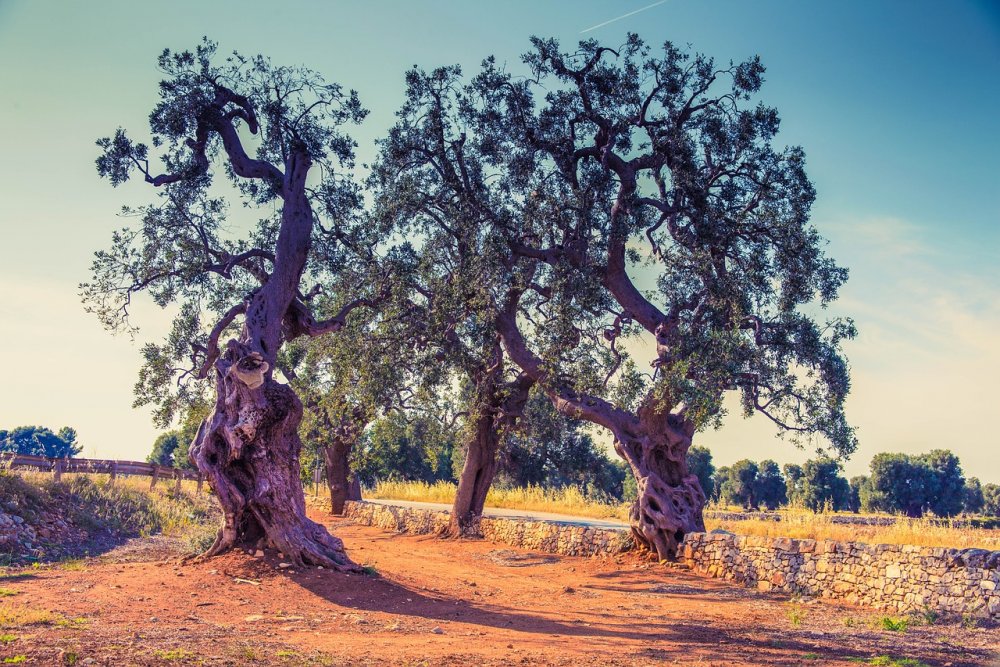 Апулия Италия оливковое дерево