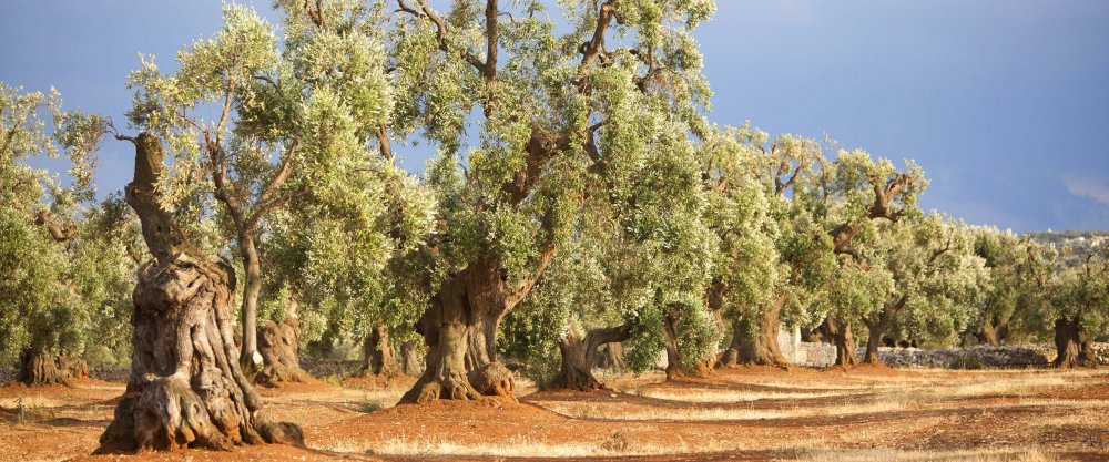 Оливковые деревья Иордания