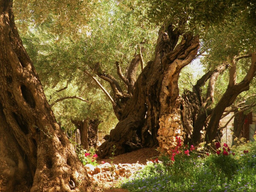 Гефсиманский сад в Иерусалиме
