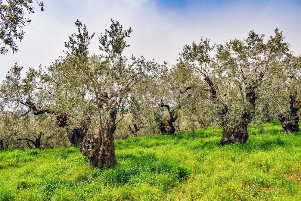 Иванов оливковое дерево