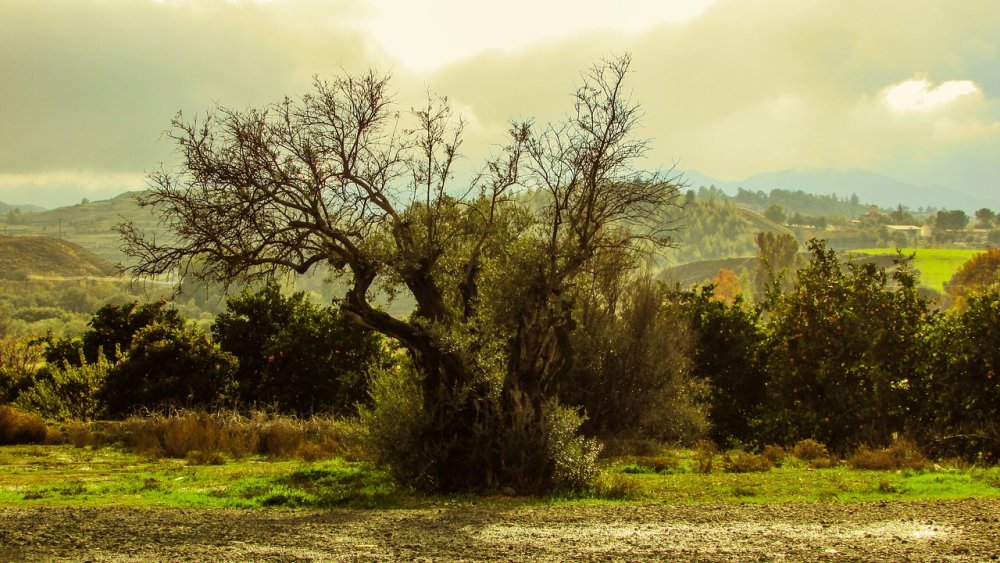 Оливковое дерево. Долина Аричча.
