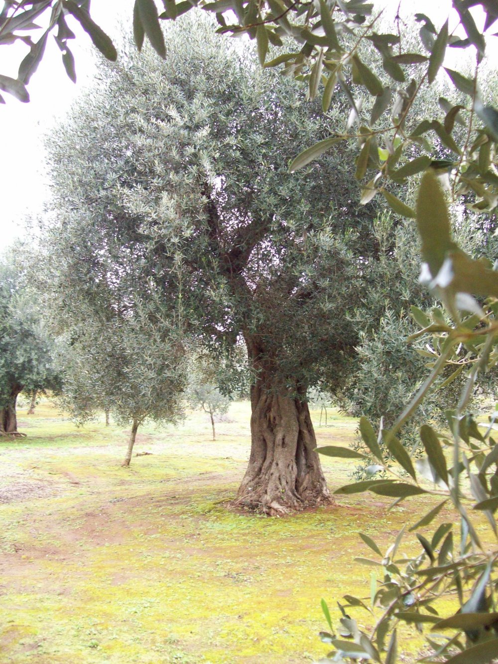 Монастир оливковое дерево