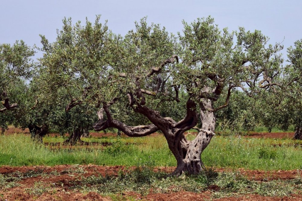Старые оливковые деревья