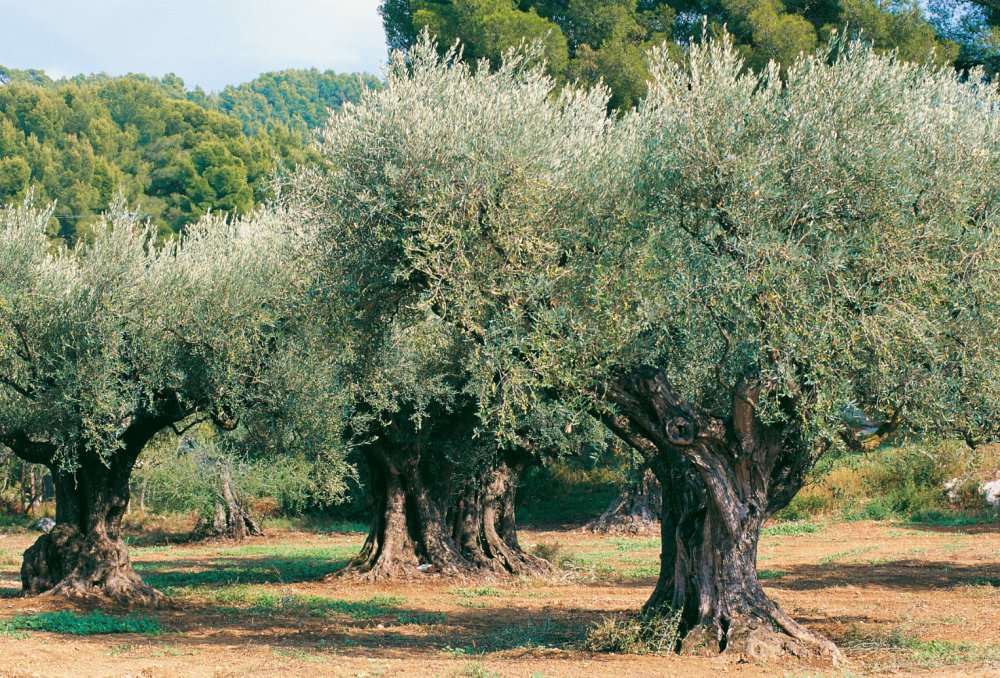 Олива европейская дерево