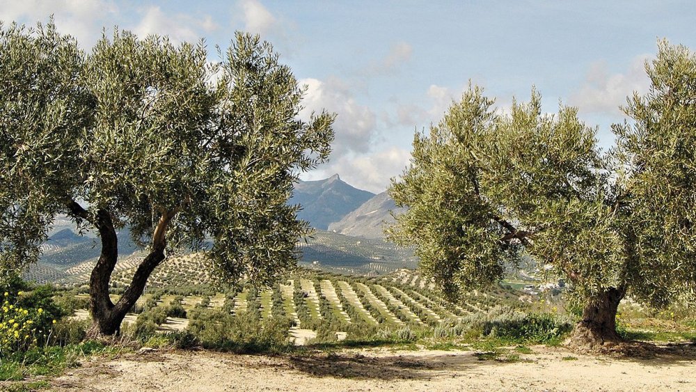 Оливковая роща Абхазия