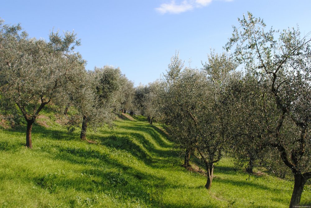 Италия сады олив