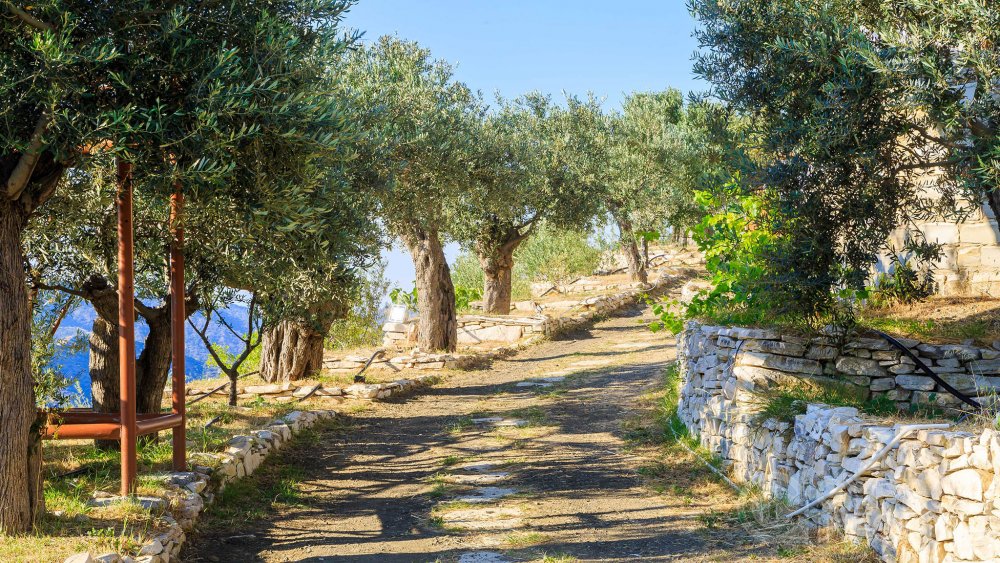 Оливковые Рощи Кипра