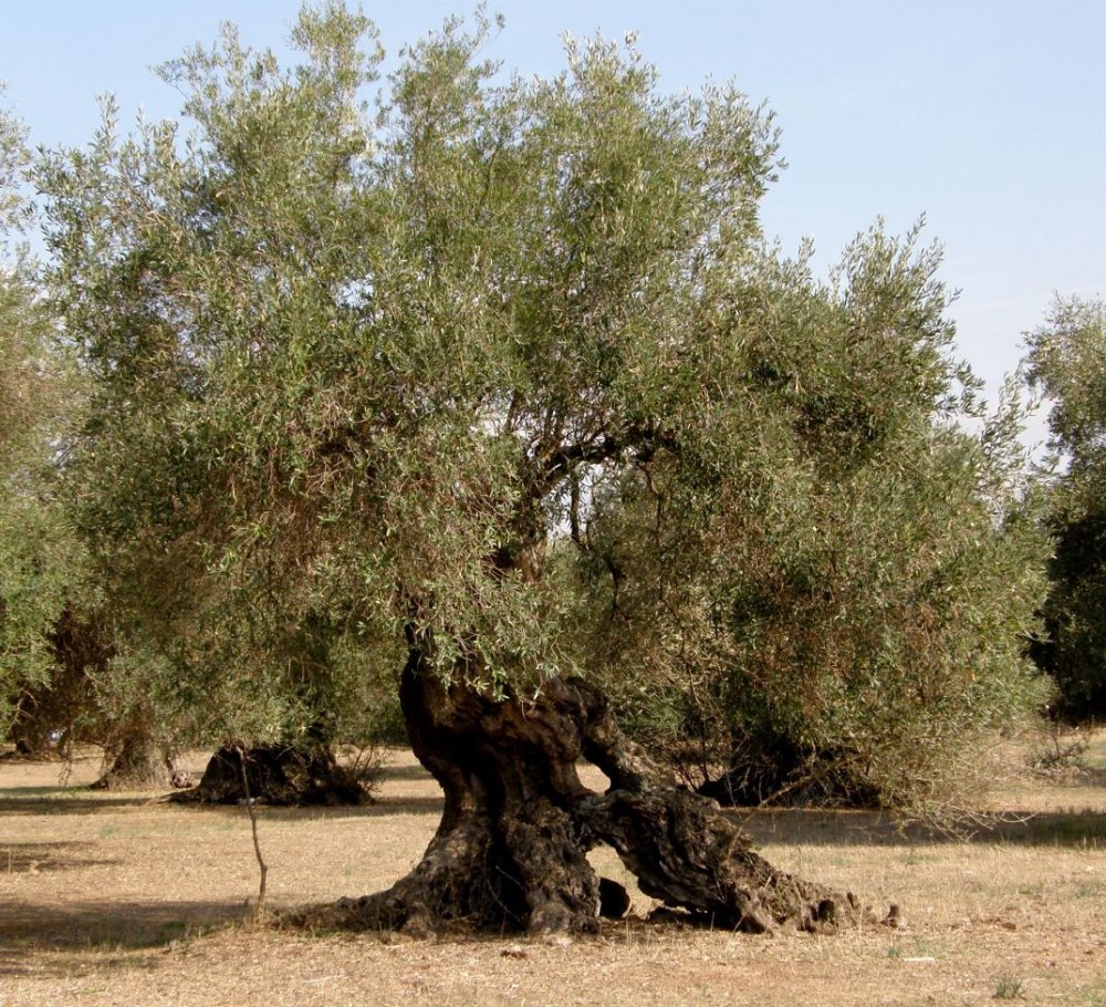 Мексика оливковые деревья