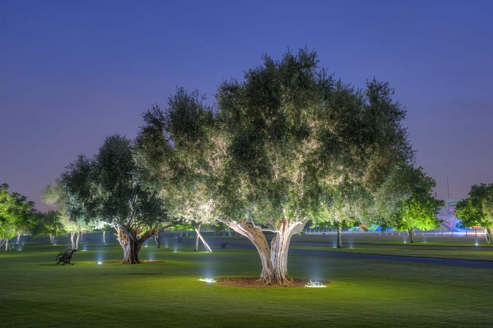 Оливковое дерево в парке