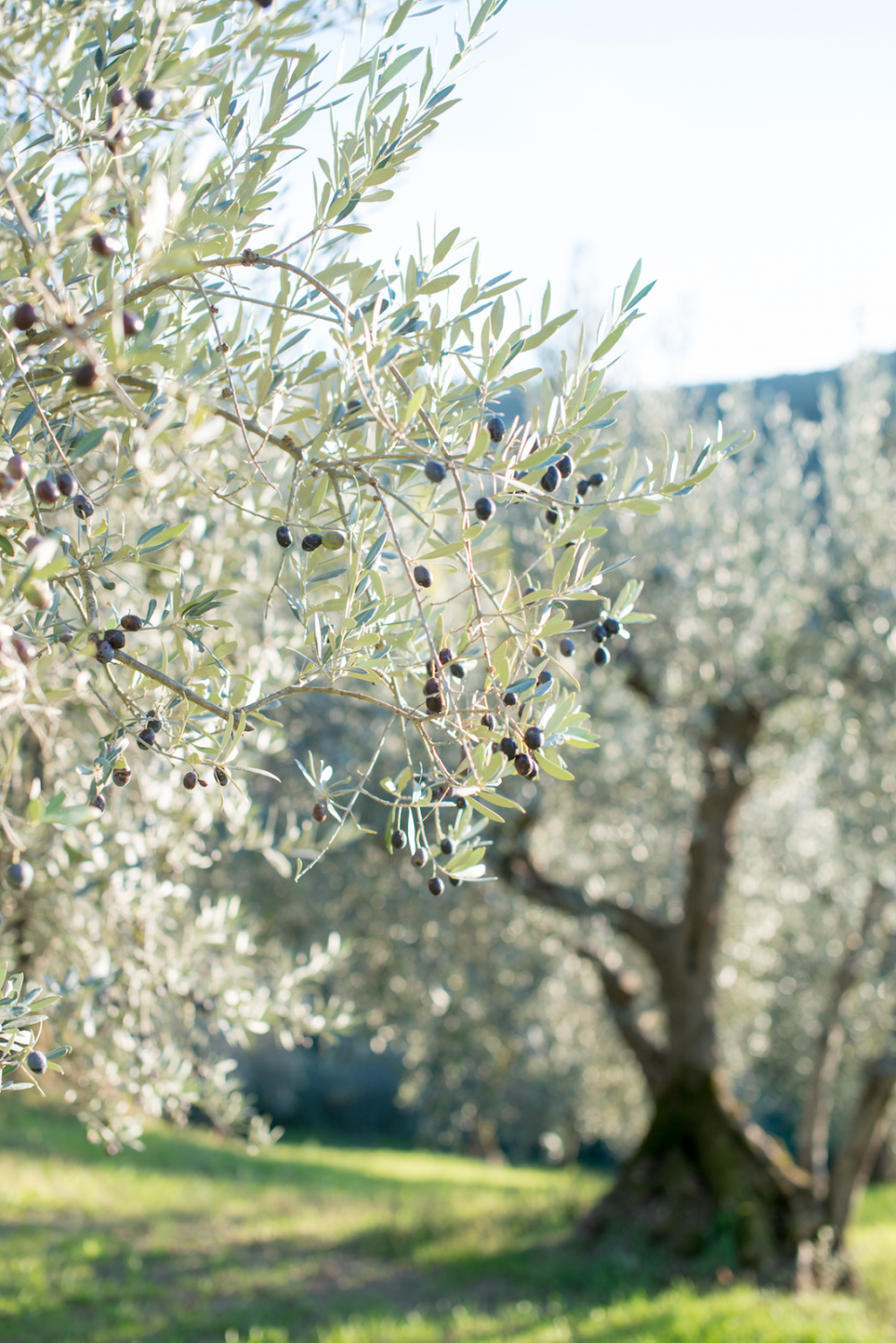 Оливковые деревья Прованс