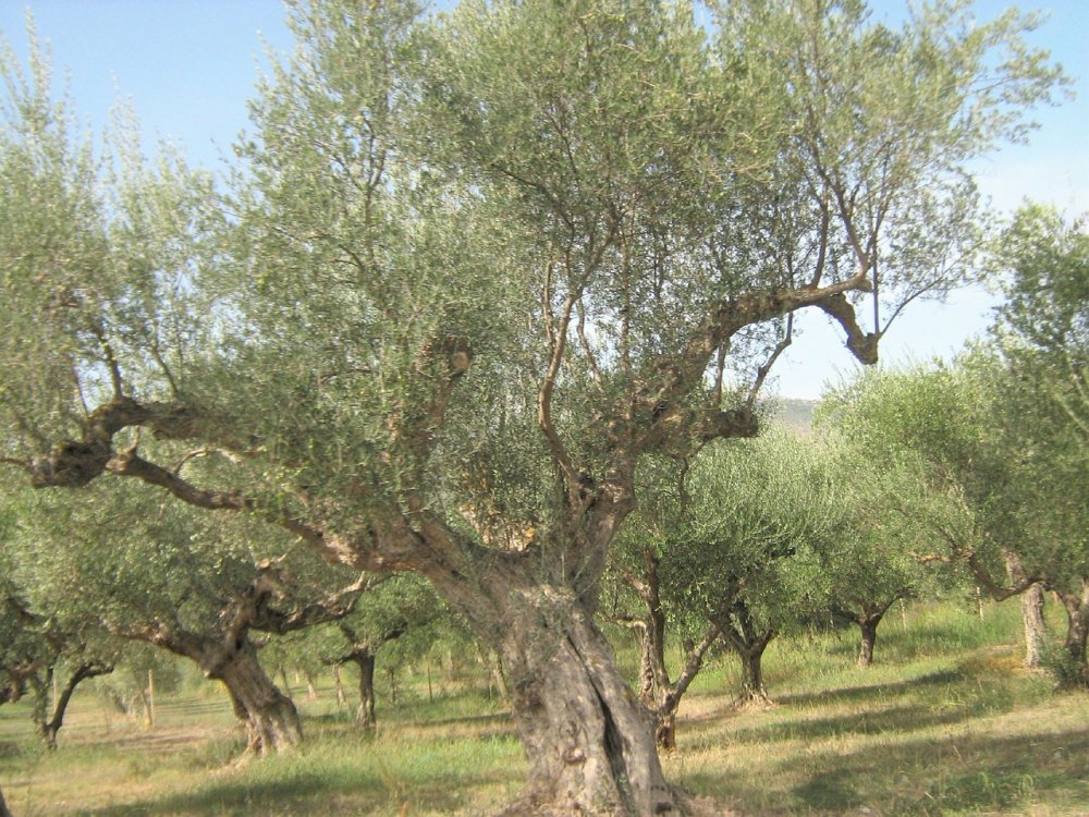 Маслина дерево фото Рим