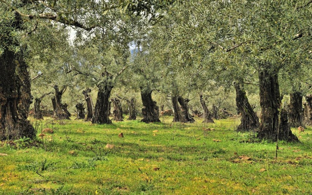 Гефсиманский сад оливы
